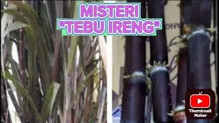 MISTERI TEBU IRENG