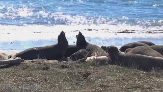 Elephant Seals Fighting at Año Nuevo (4K UHD)