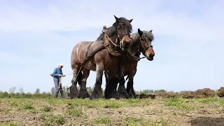 Het werkende trekpaard