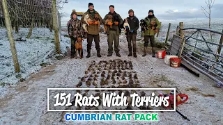 151 Rats With Terriers - Cumbrian Rat Pack