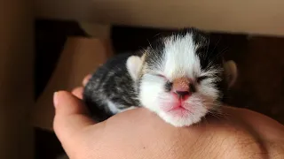Newborn kittens crying loudly for mother cat l CrazyCatish