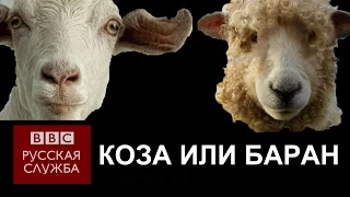 Китайский Новый год: Год козы или барана? - BBC Russian