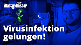 Wer jubelt über gelungene Virusinfektionen? Doktoranden,  die Epigenetik in Kartoffeln erproben!