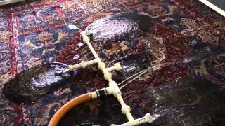 Watch as we Wash an Antique Oriental rug