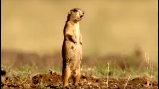 Prairie Dogs Warning Each Other of Danger | Natural World | BBC Earth