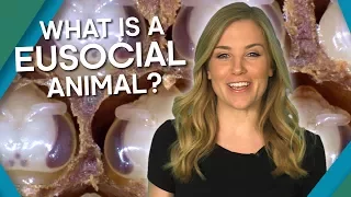 What Is A Eusocial Animal? | Earth Unplugged