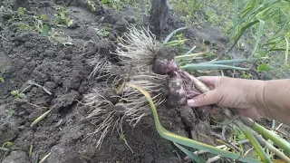 Коли викопувати часник. ЩО ВАЖЛИВО ДЛЯ ТРИВАЛОГО ЗБЕРІГАННЯ.!