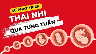 Sự Phát Triển Của Thai Nhi Qua Các tuần - Hình Ảnh Thai Từng Tuần