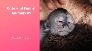 Baby Monkey Enjoying Massage | Funniest Animals Compilation #9