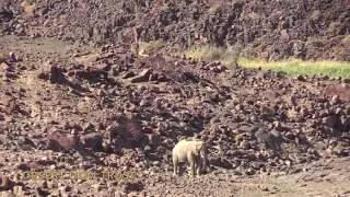 Two lionesses observing an elephant in mountainous habitat.