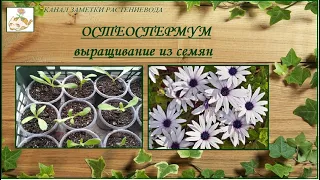 Остеоспермум - выращивание из семян, от посева до цветения