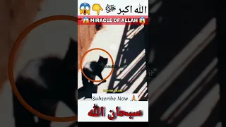 Miracle of Allah👆😱😭الله أكبر|#youtubeshorts#viral#shortvideo#viralvideo#shorts#allah#foryou#islam|
