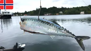 Go BIG or go home! Norway. Žvejyba dugnine ant skumbrės Norvegijoje