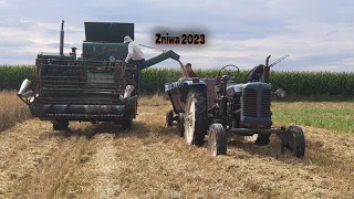 Żniwa pszenicy 2023🌾oporowy zbiór pszenicy🚨Zetor i Claas w akcji⚠️