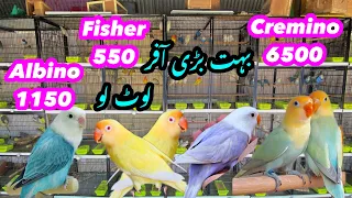 Lovebirds parblue opaline Palefallow,albino,Cremino,dilute,pory Pakistan ki sb se bari offer #birds