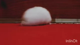 LP the Hamster You Spin me Right Round