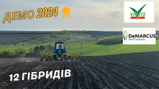 Демон посів соняшника 2024. Більше 10 гібридів соняшнику. Vittera seed, Demarcus, syngenta.