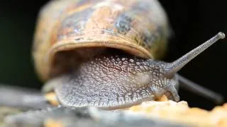 Snail Tale