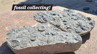 Holderness fossils - mappleton 4