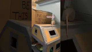 My Pet Rats vs Cardboard Barriers