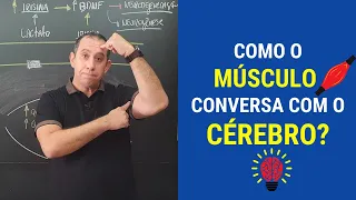 Como o Músculo conversa com o Cérebro?