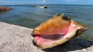 The Land Of Conch -Bahamas Diving and Spearfishing (Catch Clean Cook)