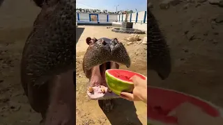 Hippopotamus while eating watermelon He ate at once hippopotamus It's so beautiful beautiful &calm