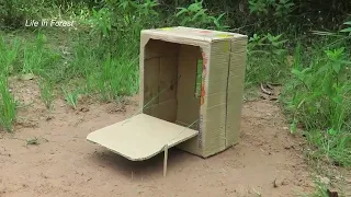 Easy Pigeon Trap Using Cardboard Box _ Creative DIY Bird Trap