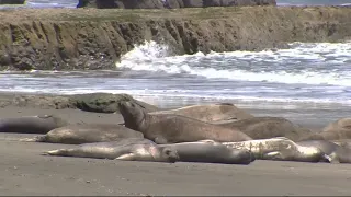 Elephant Seals Take Over Beach at Point Reyes