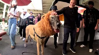 Cash 2.0 Great Dane Lion King at The Grove and Farmers Market in Los Angeles 3