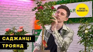 САДЖАНЦІ ТРОЯНД | Наповніть свій сад солодким ароматом квітів | Agro-Market.ua