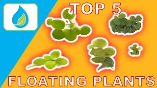 TOP 5 FLOATING AQUARIUM PLANTS