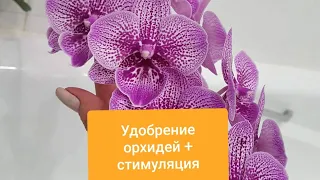 ПОЛИВАЮ орхидеи ТАК! После орхидеи не УЗНАТЬ! Удобряю+стимулирую = 100% РЕЗУЛЬТАТ