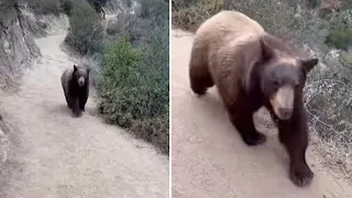 Hiker comes face to face with bear during hike in Sierra Madre | ABC7