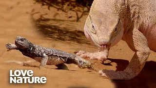 Monster Lizard Hunts Spiny-Tailed Lizard