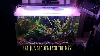 Low Tech Planted Aquarium - Community Fish Tank - No CO2, Hang on Filter, No Fertilizers - New Setup