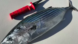 How to Catch and Fillet a Bonito - BaldMan Fishing