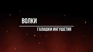 Охота на волка Ингушетия Галашки Волки напали...