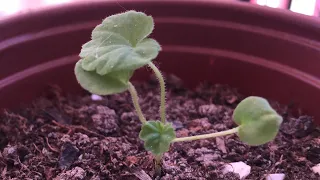 Tohumdan sardunya yetiştirilmesi #sardunya sardunyalarım hızla büyüyor ☘️🍀🌹 part-4