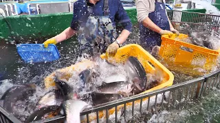 Amazing Fish Farms Whole Process / Salmon, Eel, Red sea bream  | Korean food
