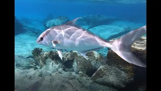 BVI Virgin Gorda Spring Bay Snorkeling Apr 2022