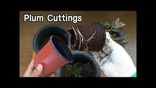 How to grow plum tree from a cutting | Home & Garden