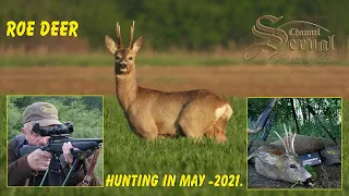 Roe Deer Hunting in May - Croatia, Drnje 2021