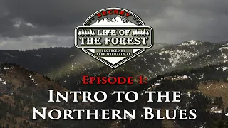 Secret Life of the Forest, The Northern Blue Mountains Episode 1