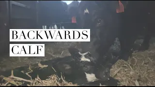 BACKWARDS CALF!