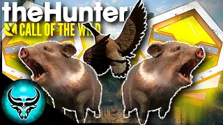 DOUBLE Diamond Collared Peccary?! & FINALLY a Melanistic Goose! | theHunter Call of the Wild