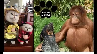 Original Animals #16. CUTE AND FUNNY ANIMALS VIDEO/ МИЛЫЕ И СМЕШНЫЕ ЖИВОТНЫЕ.