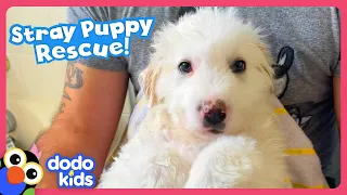 Puppy Flies Across The World To His New Home! | Dodo Kids | Rescued!