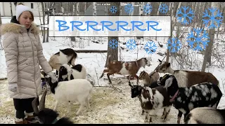 Goats in the cold winter climate - how cold is too cold?!  Our December goat update.