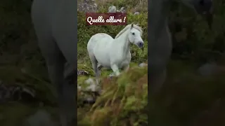 Quel beau 🐎 ! #cheval #horse #shorts #shortvideo #ytshorts #reels #omg #awesome #fyp #animal #viral